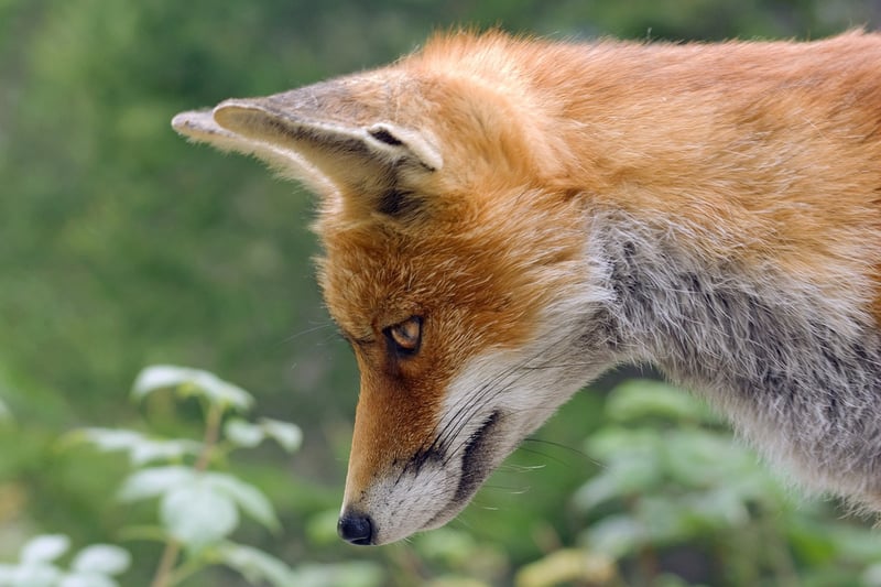 Kitsune in the forest